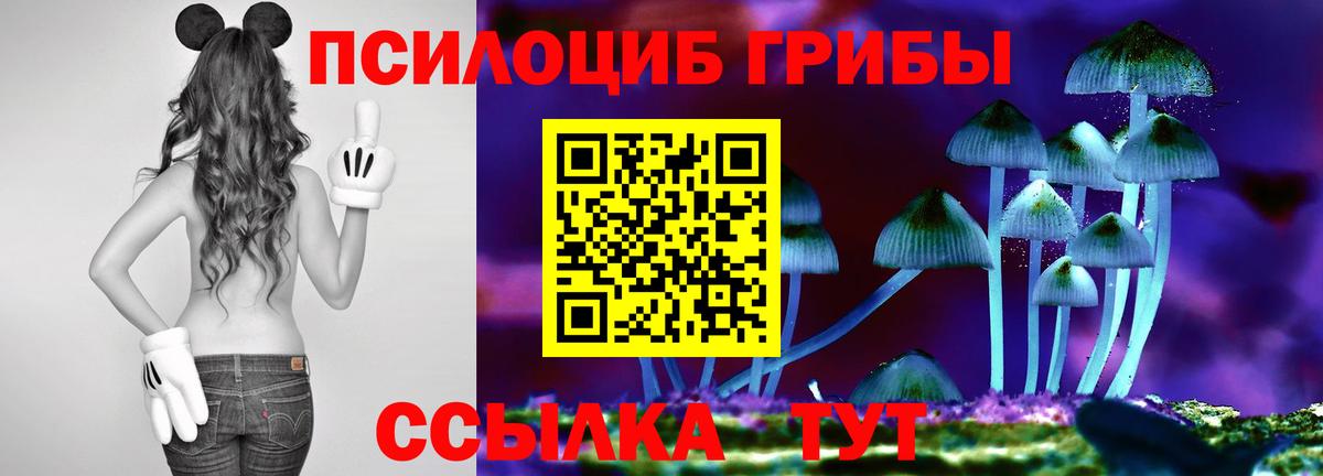 Псилоцибиновые грибы Psilocybe  Вход с VPN  Сланцы 